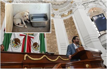 Proponen jornadas de convivencia con mascotas para agresores de animales en la CDMX