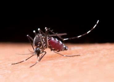 Yucatán registra 88 casos positivos de dengue; confirman un fallecimiento por la enfermedad