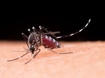 Yucatán registra 88 casos positivos de dengue; confirman un fallecimiento por la enfermedad