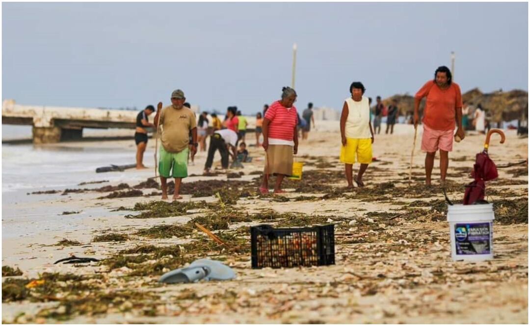 Gente de Sisal, Yucatán, recolecta caracol en las playas después del paso de "Milton" (11/10/2024). Foto: Especial