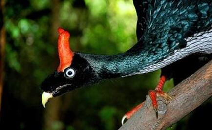 Captan a "unicornios de los bosques" en El Triunfo