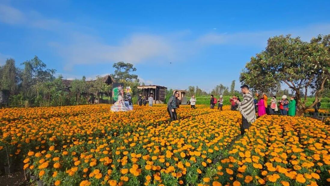 Puedes elegir entre dos horarios dependiendo de lo que quieras ver en la Ruta del Cempasúchil 2025. Foto: Boletópolis