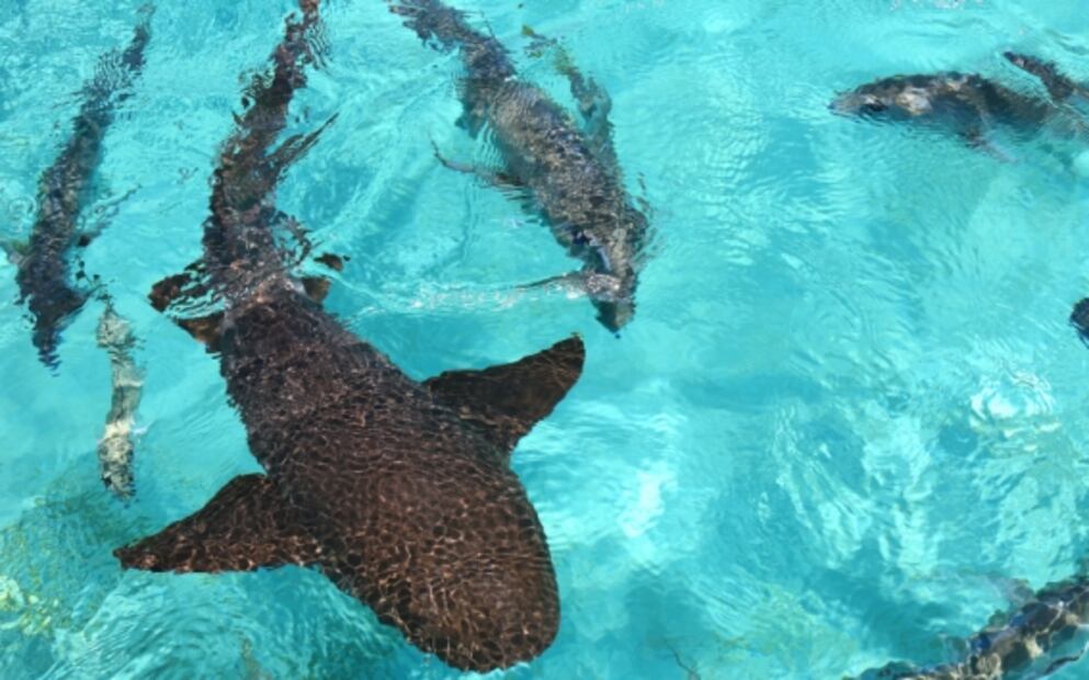 Belice: lo que debes saber para nadar en la Barrera Arrecifal Mesoamericana