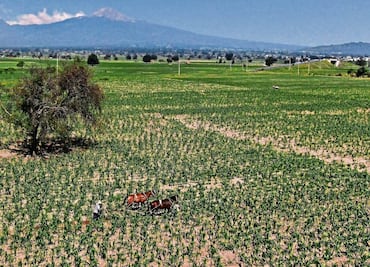 Maíz transgénico puede frenar la inflación, señalan
