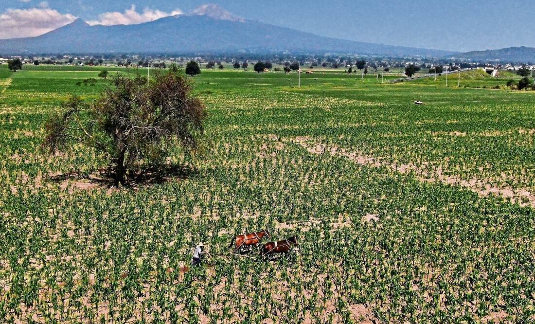 La prohibición al cultivo de maíz transgénico en México permitirá resguardar las variedades nativas y mantendría un equilibrio ecológico, expuso el Grupo Consultor de Mercados Agrícolas. (24/01/2025) Foto: Archivo | El Universal
