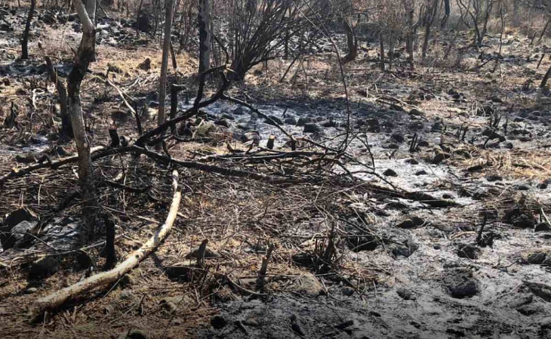 El pasado viernes 6 de marzo fue detenida una persona por presuntamente realizar quemas en un predio con vegetación forestal en un ANP de Tepoztlán, Morelos. Foto: Profepa