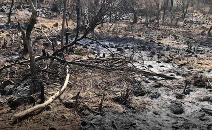 FGR y Profepa investigan posible incendio forestal intencional en área natural protegida de Tepoztlán; hay un detenido
