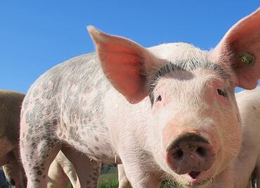 Carnicero pierde la vida tras ser embestido por un cerdo al que iba sacrificar en Hong Kong