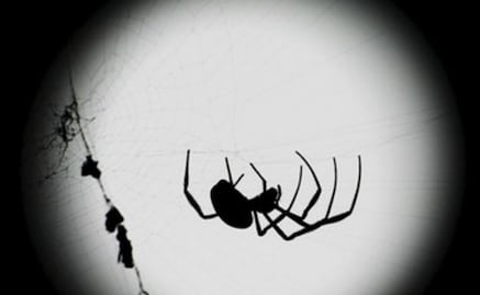 ¿Sabías que las arañas escuchan a través de sus patas?