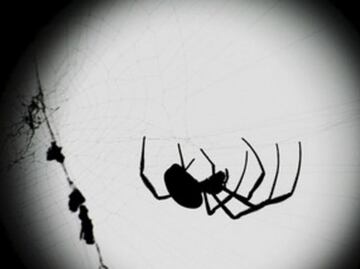 ¿Sabías que las arañas escuchan a través de sus patas?