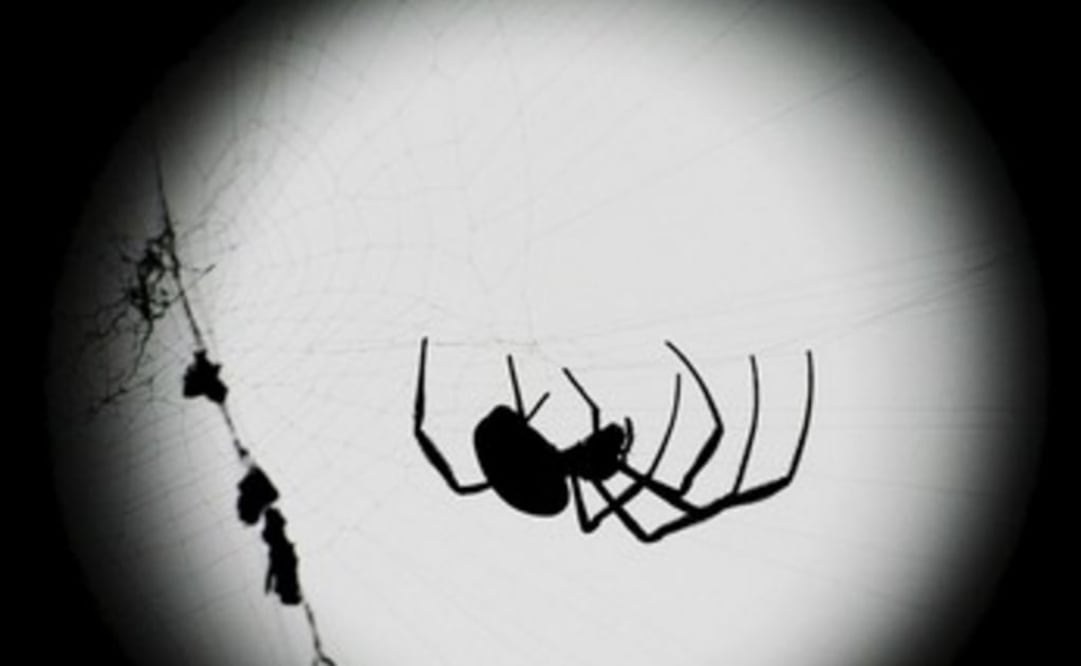 Los científicos han encontrado que las arañas te puede oír desde el otro lado de una habitación. (FOTO: Especial)