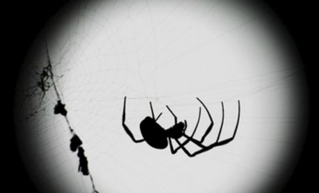 Los científicos han encontrado que las arañas te puede oír desde el otro lado de una habitación. (FOTO: Especial)