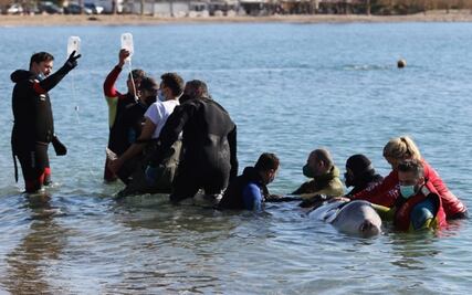 Conservacionista marino acusa negligencia de cuidadores, tras muerte de ballena atrapada en una playa de Atenas