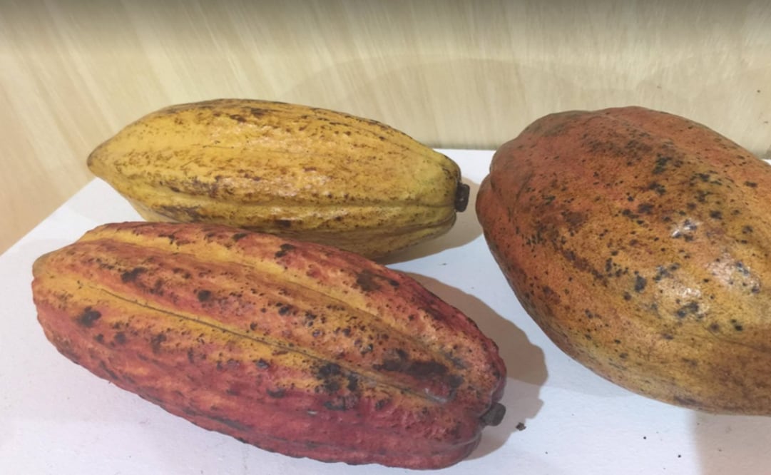 Different types of cacao in the Chocolate and Cacao Salon