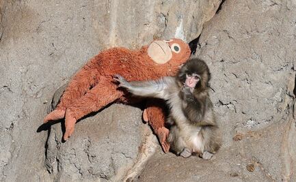 “Punch”: Zoológico de Ichikawa registra "varias filas de gente" tras historia viral del mono bebé; así se integra a la manada