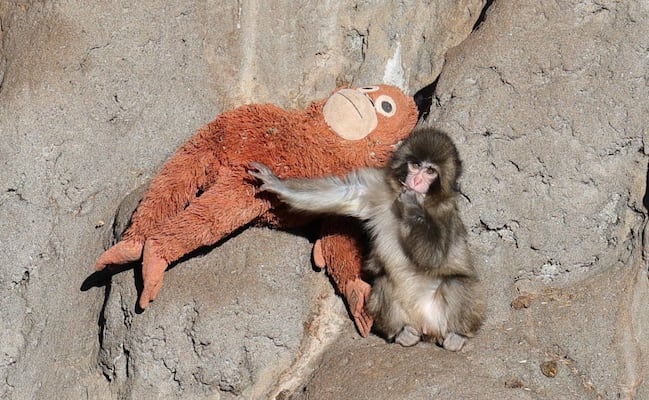 ¿Por qué la popularidad de “Punch” podría fomentar el tráfico ilegal de especies?; académico de la UNAM responde