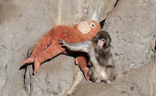 “Punch”: Zoológico de Ichikawa registra "varias filas de gente" tras historia viral del mono bebé; así se integra a la manada