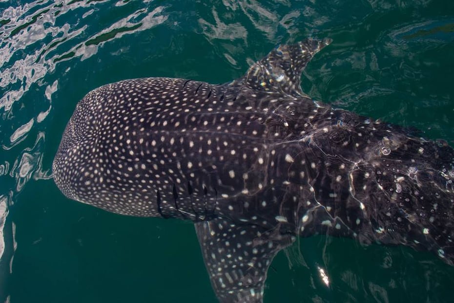 Foto: Facebook 'Áreas Naturales Protegidas Bahía de los Ángeles'