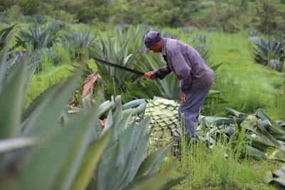 Conoce estas bebidas jaliscienses que no son tequila