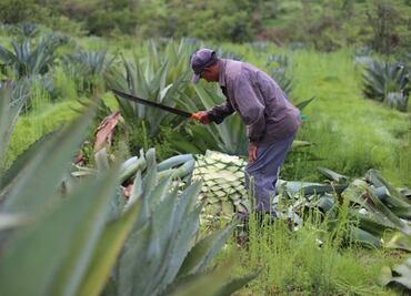 Conoce estas bebidas jaliscienses que no son tequila