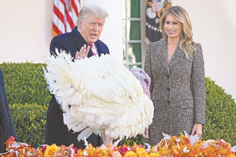 El presidente estadounidense, Donald Trump, indultó ayer a su último pavo en la Casa Blanca. Foto: SUSAN WALSH. AP