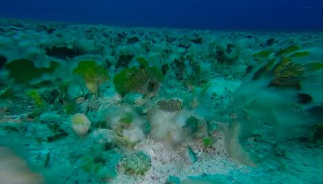 Detectan nueva amenaza para los corales en arrecifes de Cozumel