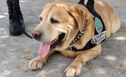 Se jubila con honores primer perro policía de Yucatán