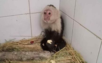 Rescatan a mono capuchino de calles de la alcaldía Venustiano Carranza, FOTOS