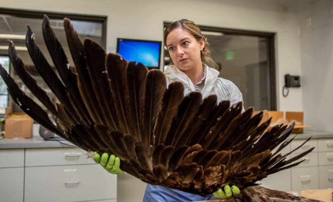 La especialista en vida silvestre Laura Mallory examina la envergadura de un águila real. Foto: BBC
