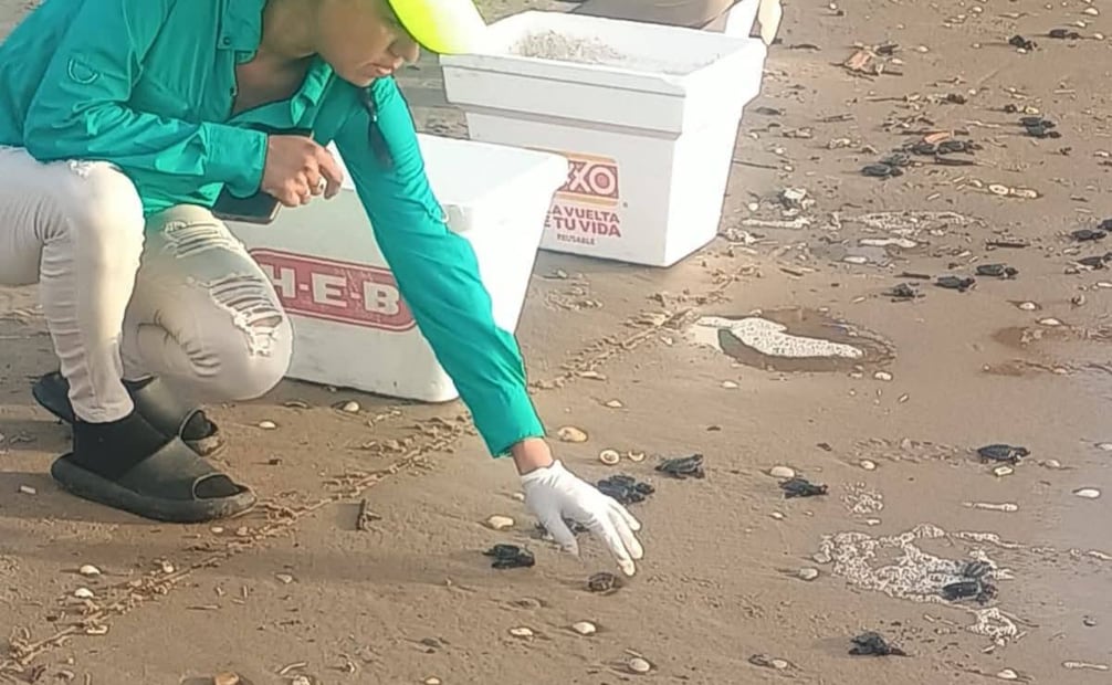 Activista recauda hieleras para proteger anidación de tortugas en Tamaulipas; busca evitar riesgos en Playa Bagdad.
Foto: Especial.