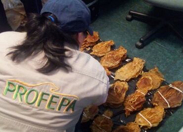 Hombre de origen chino intentaba viajar de CDMX a Shangai con buches de totoaba