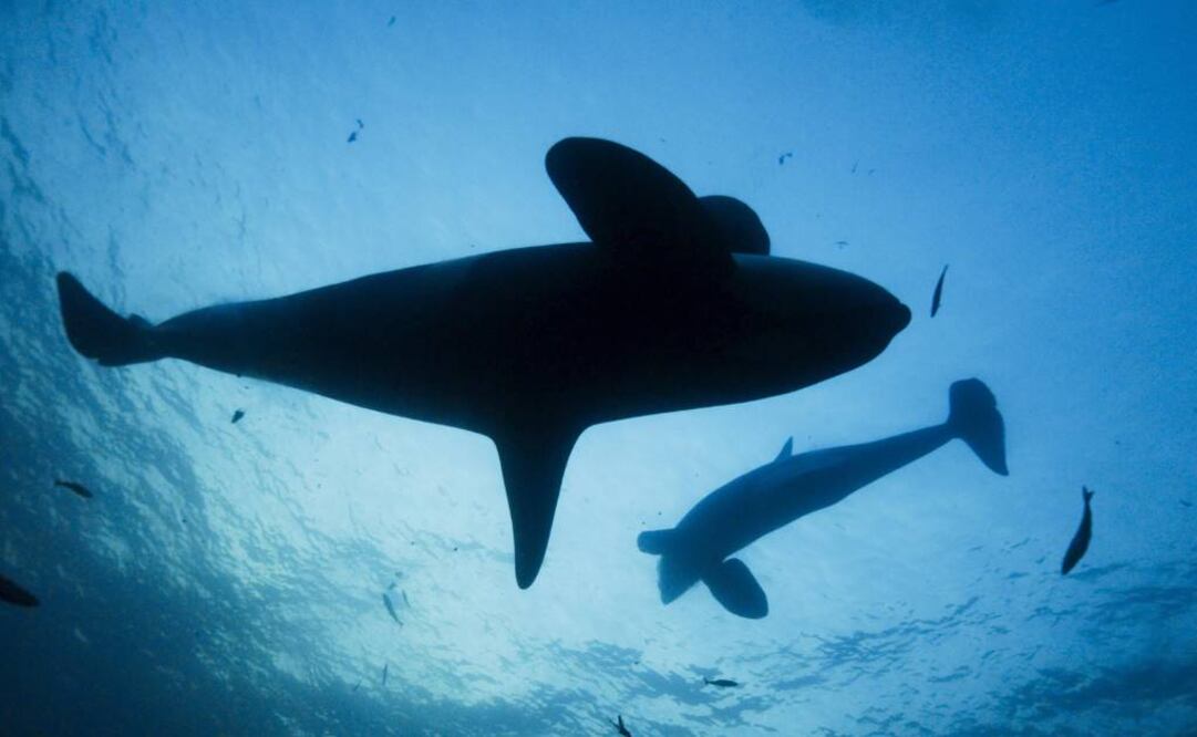 "Planeta Azul II" explora la forma en la que los océanos se relacionan entre sí y con la vida que llevamos Foto: Cortesía Discovery Channel