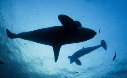 "Planeta Azul II", un programa sobre los océanos con música de Radiohead