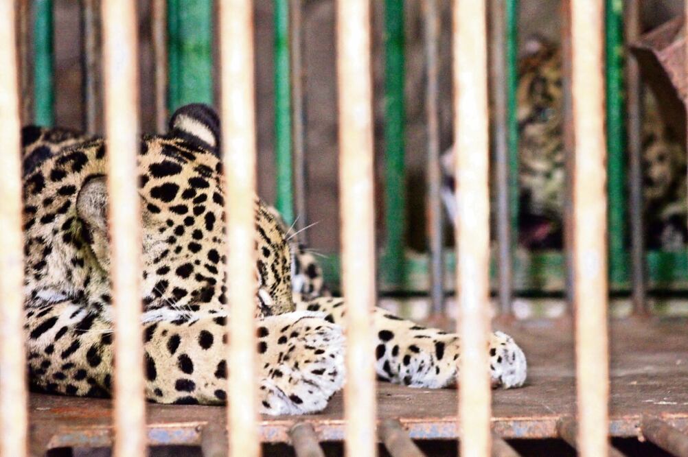 Al llegar a los zoológicos, los veterinarios del lugar estiman la edad y calculan el peso de cada ejemplar y se les hace un chequeo general (ARCHIVO EL UNIVERSAL)