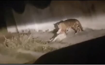 Profepa busca a dueños de jaguar hallado en Tlajomulco