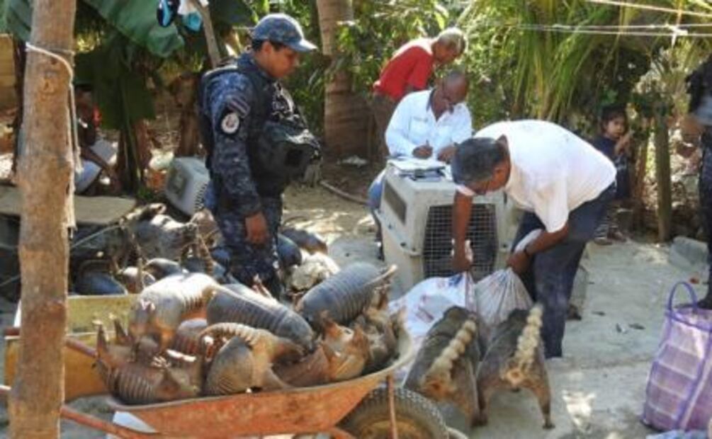 Aseguran en Guerrero 180 ejemplares de vida silvestre