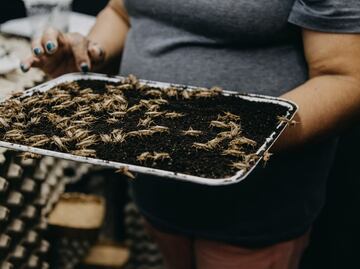 Granjas de grillos, la alternativa sustentable para la alimentación
