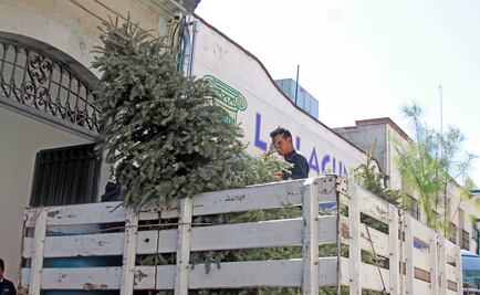 Dispone Conafor 160 centros de acopio de pinos de Navidad en el país