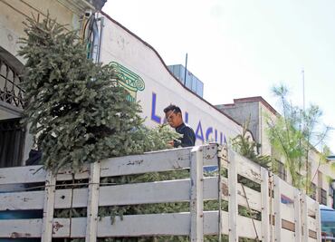 Dispone Conafor 160 centros de acopio de pinos de Navidad en el país