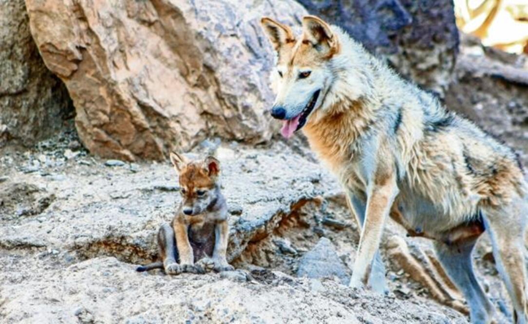 Gray Wolf - File photo/EL UNIVERSAL