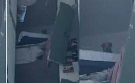 Kiara, la imagen que dio la vuelta al mundo; perrita atrapada tras terremoto en Colombia llevaba 4 días de ser adoptada