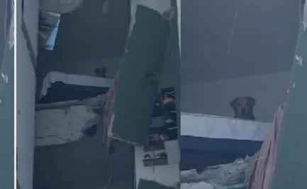 Kiara, la imagen que dio la vuelta al mundo; perrita atrapada tras terremoto en Colombia llevaba 4 días de ser adoptada