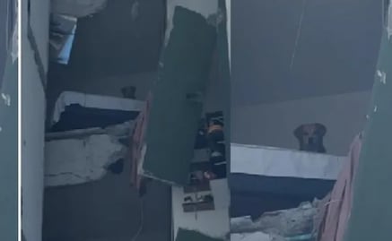 Kiara, la imagen que dio la vuelta al mundo; perrita atrapada tras terremoto en Colombia llevaba 4 días de ser adoptada