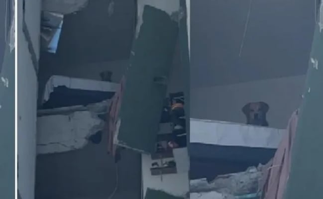 Kiara, la imagen que dio la vuelta al mundo; perrita atrapada tras terremoto en Colombia llevaba 4 días de ser adoptada
