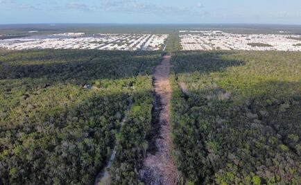 Tala y levantamiento de selva por Tren Maya alcanzan fraccionamiento en Quintana Roo