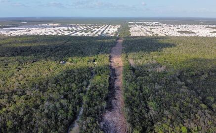 Tala y levantamiento de selva por Tren Maya alcanzan fraccionamiento en Quintana Roo
