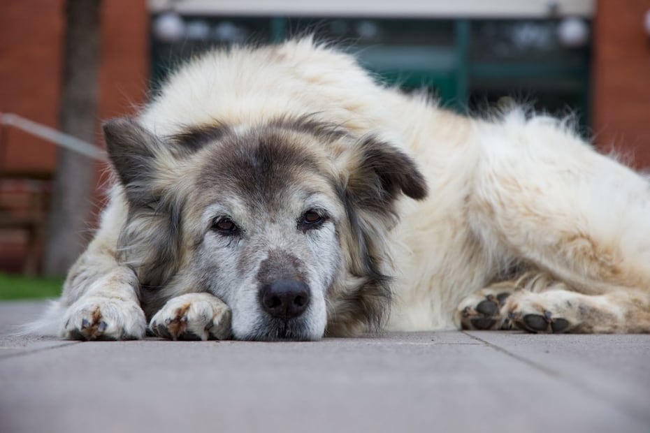 Los perros adultos mayores necesitan más paciencia y cuidados para transitar por esta etapa. Fotos: Pexels