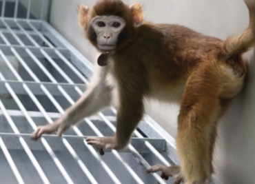 ¿Por qué causa polémica el primer mono Rhesus clonado que presentaron científicos chinos?