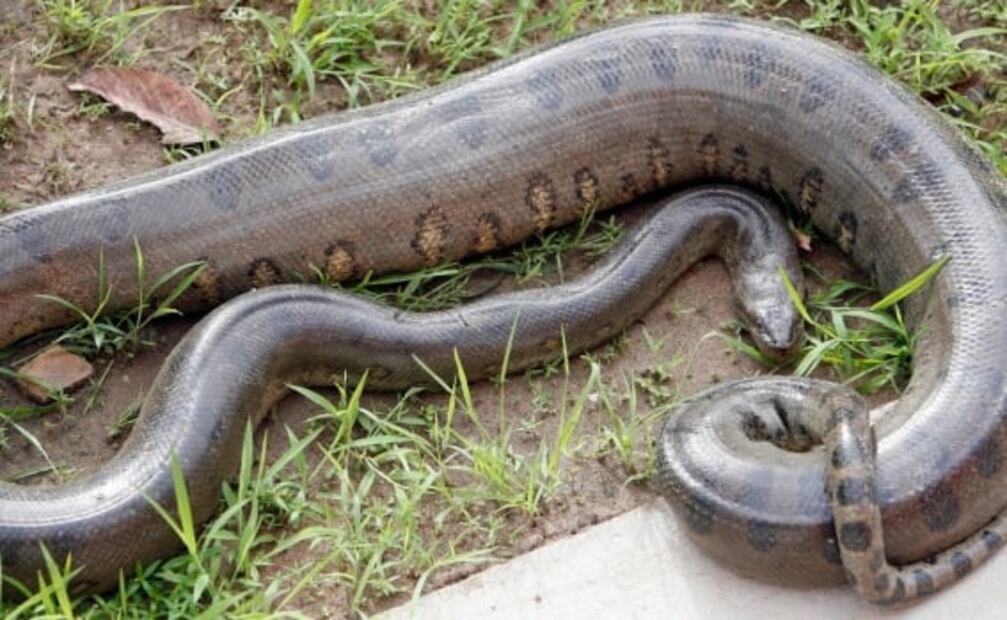 6 especies de serpiente que parecen salidas de una pesadilla