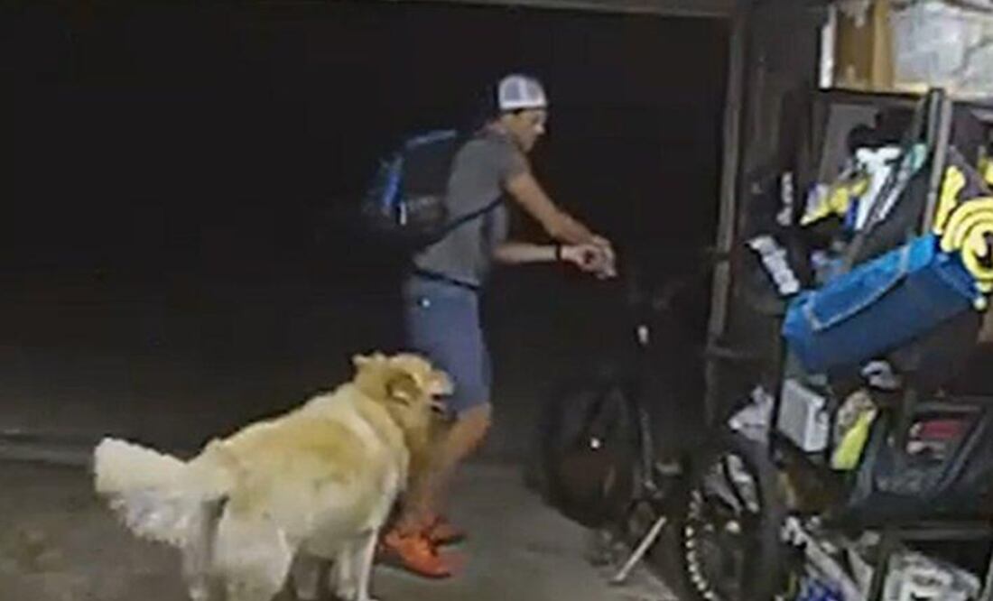 El perro persigue al ladrón, quien se para y lo acaricia antes de robarse la bicicleta. Foto: Tomada del video